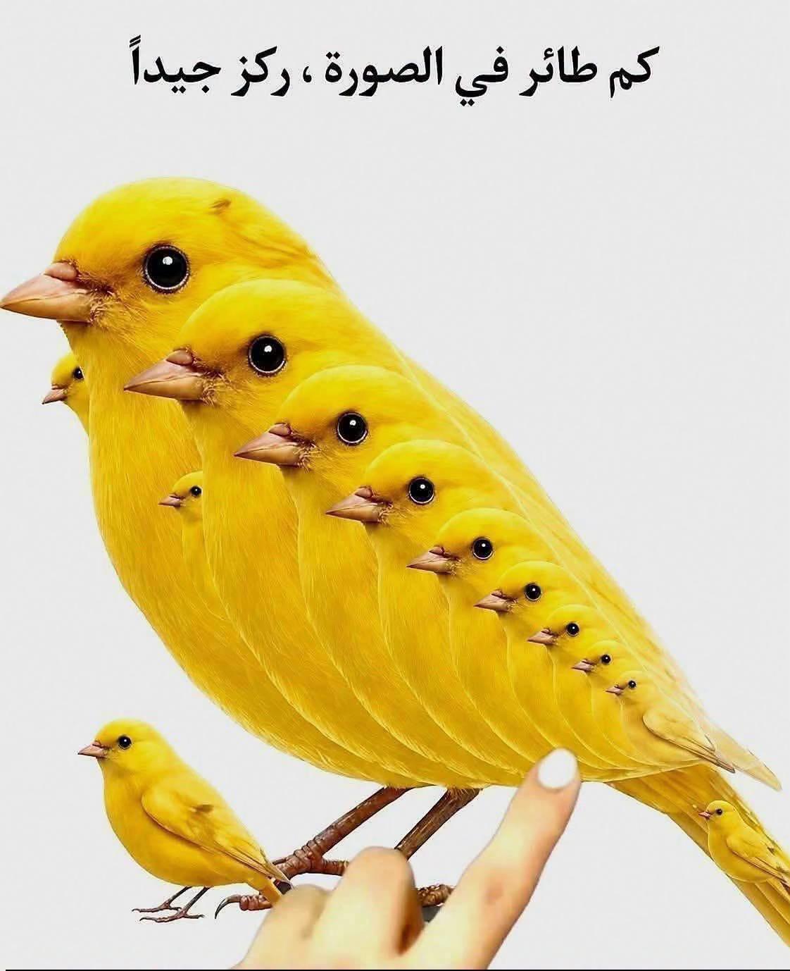@ashkaltbiah