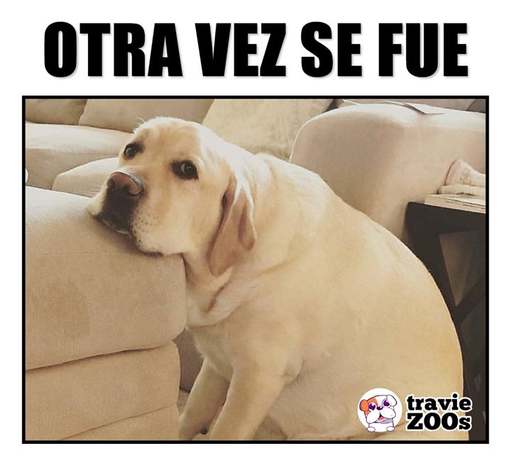 @Pancho Cavero