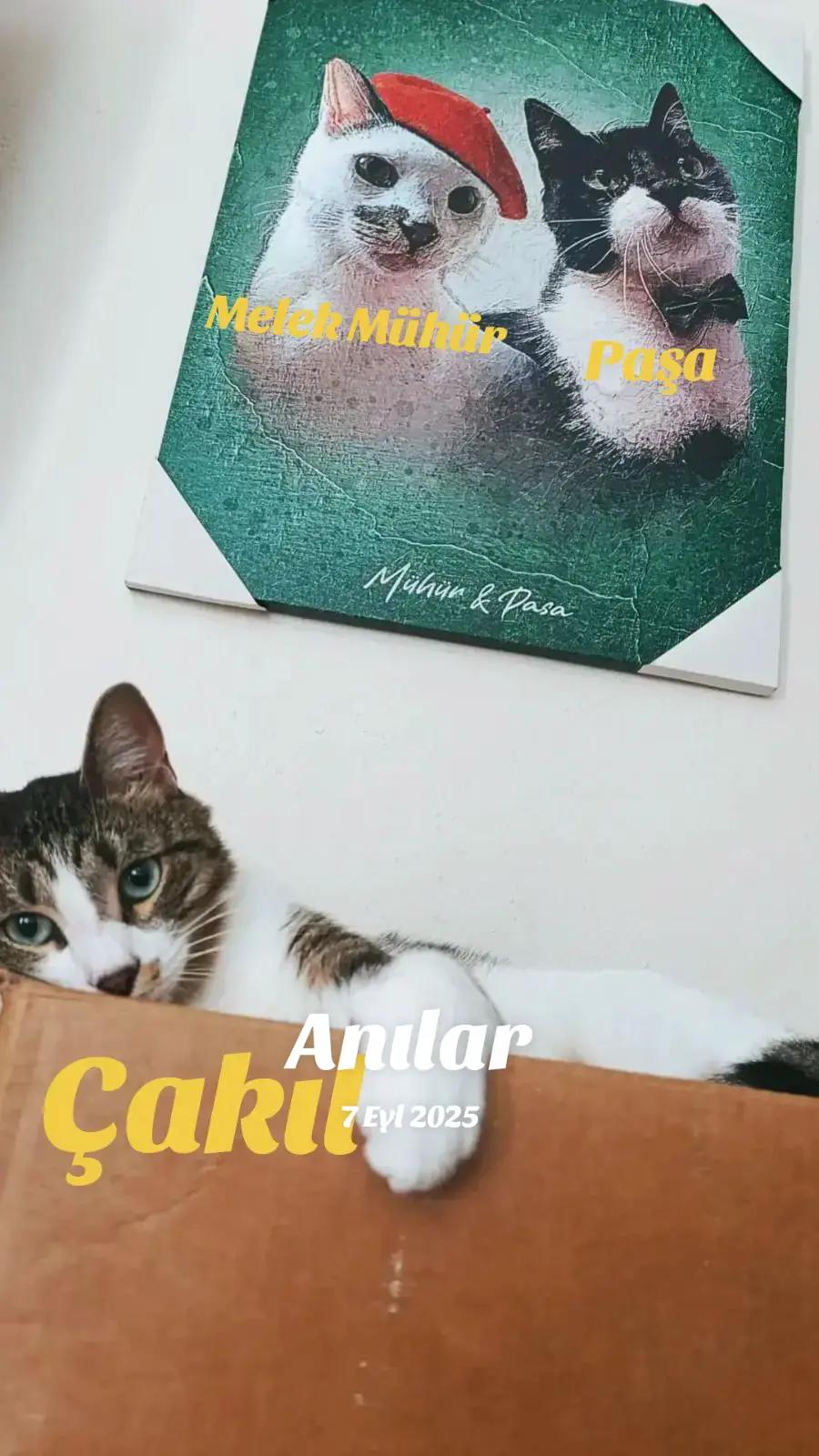 @🇦 🇾 🇱 🇮 🇳 🇭 🇦 🇳 🇩 🇪