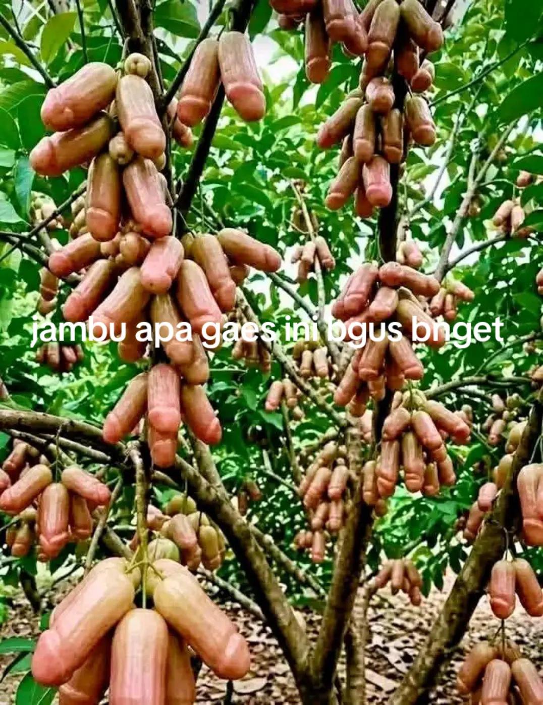 @Ahmadim