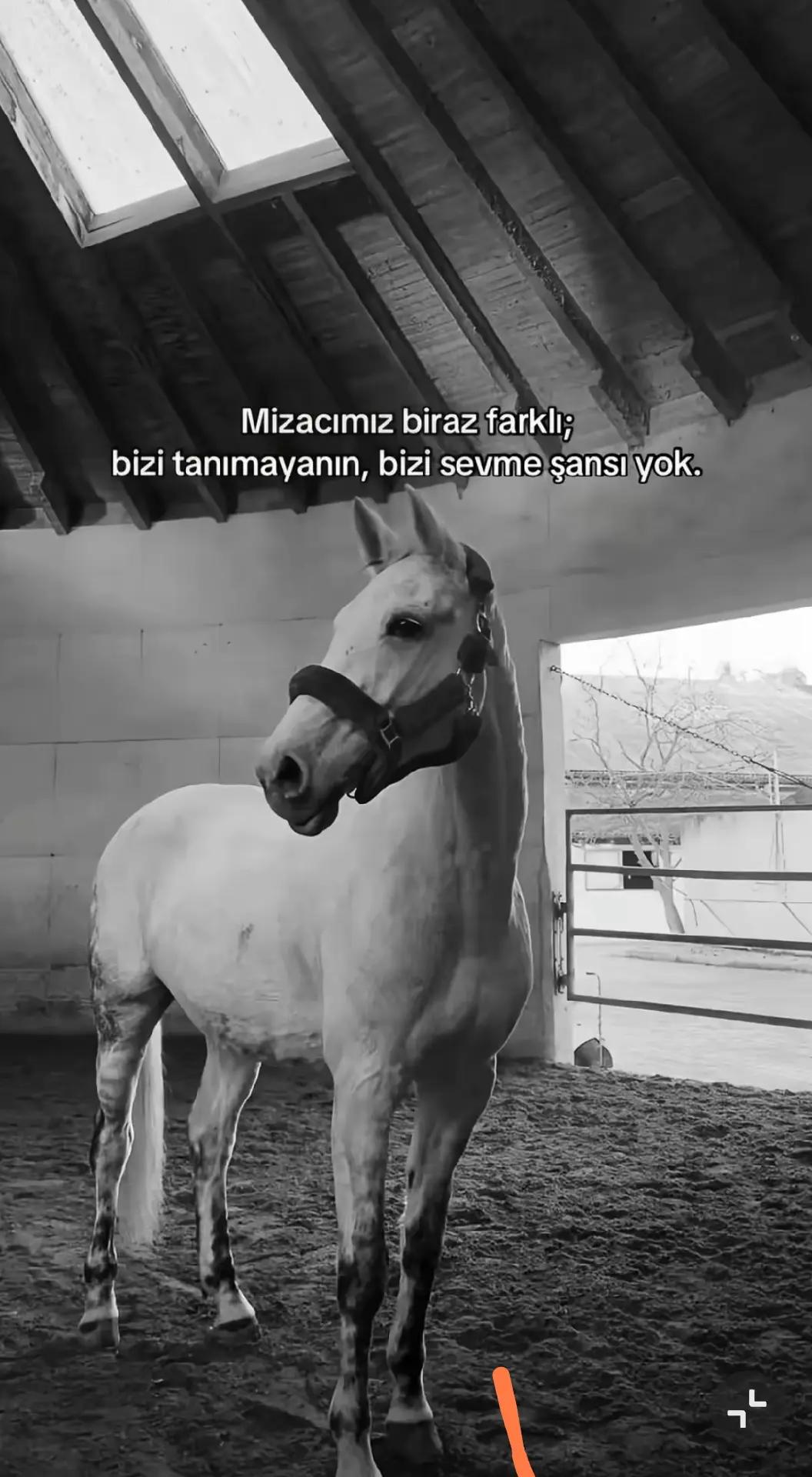 @ali_tfkc
