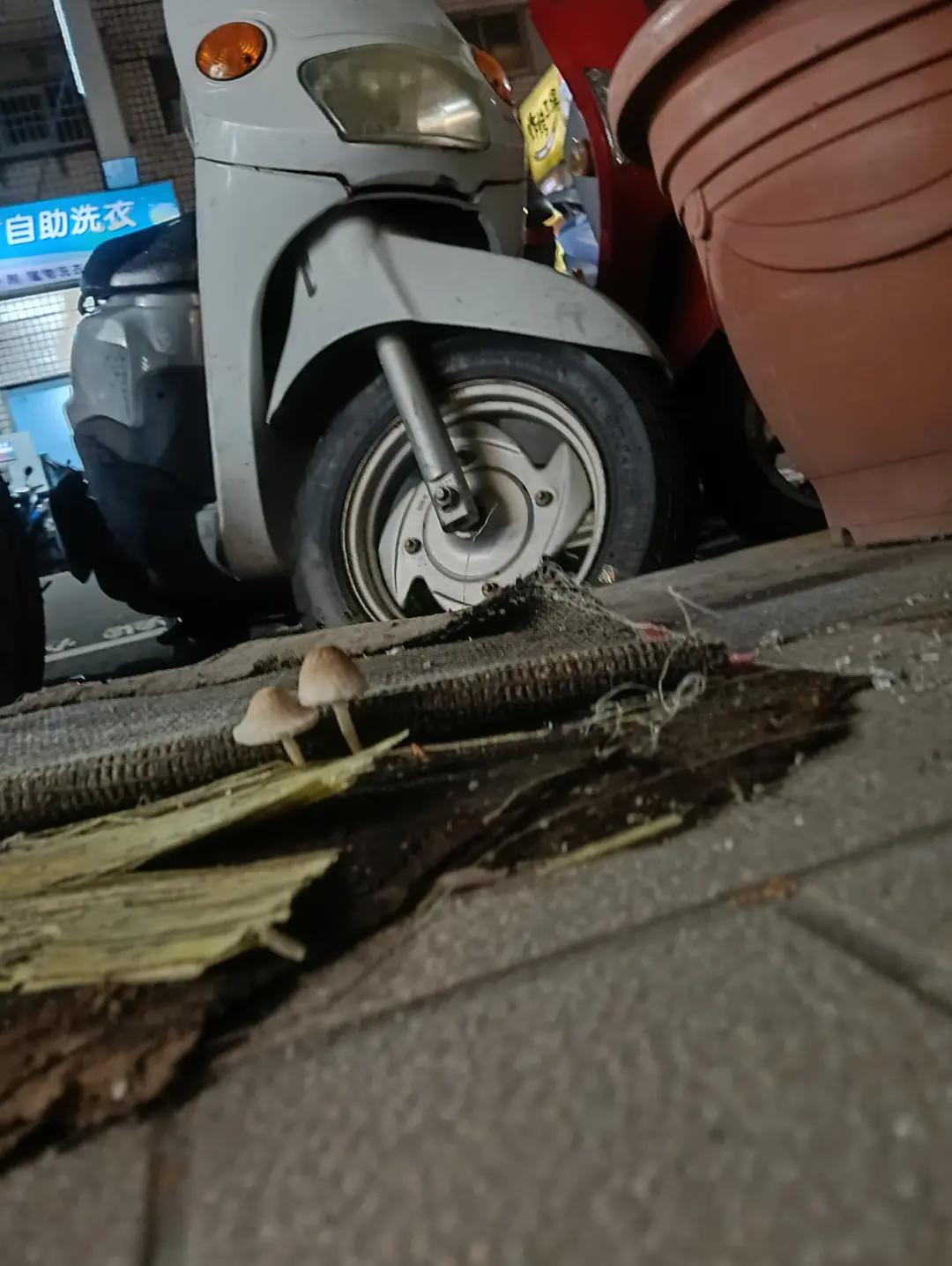 @糧巢偉-貓咪執事