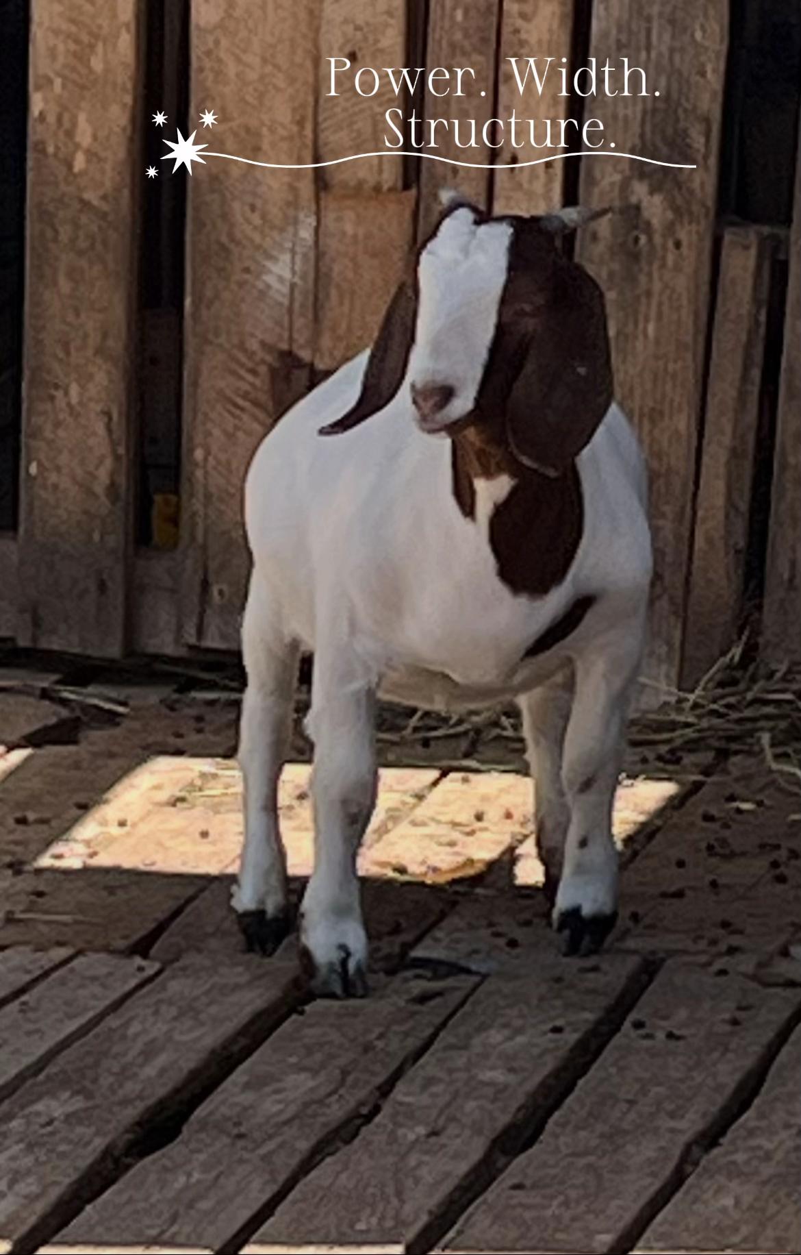 @Velaro Farm