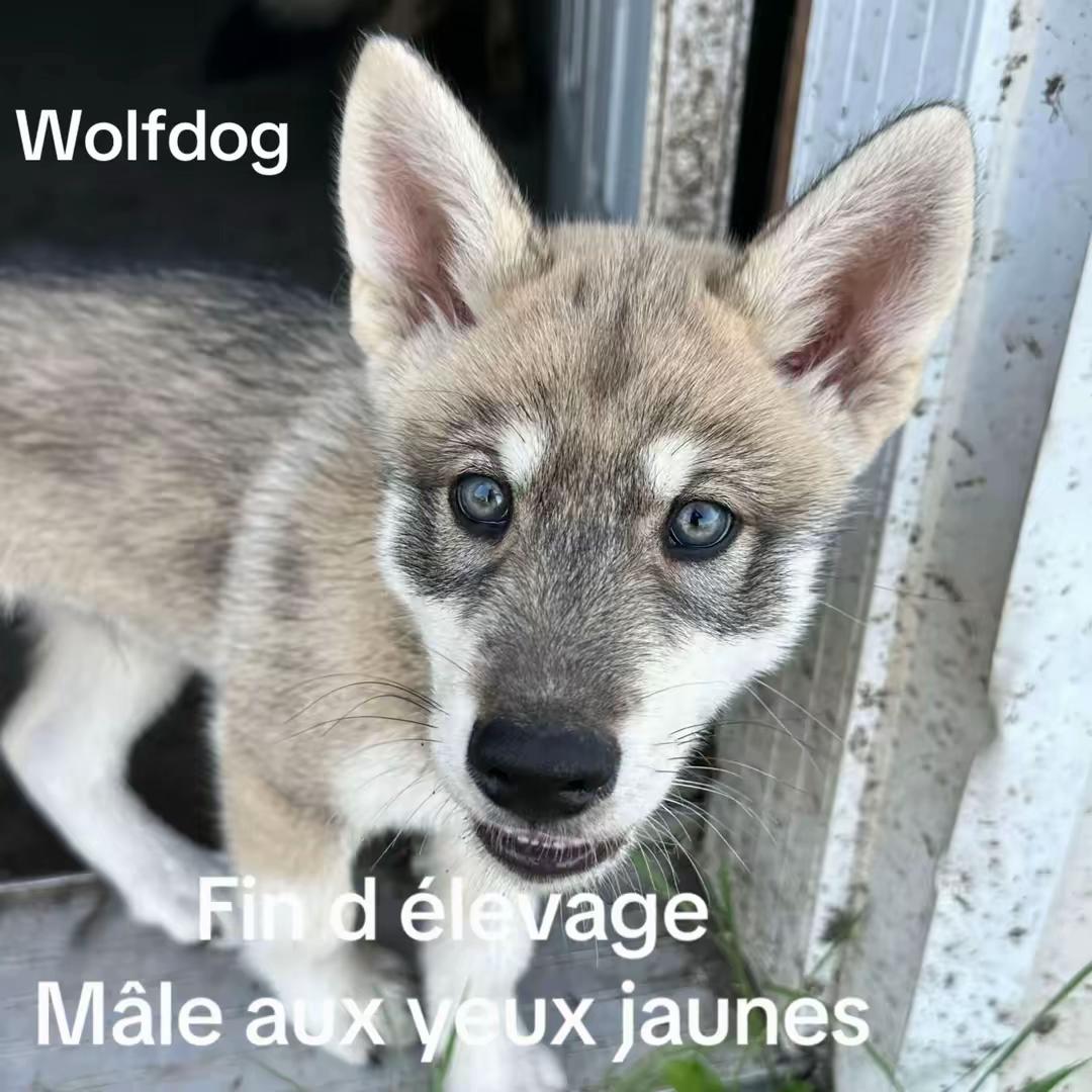 @WOLFDOG
