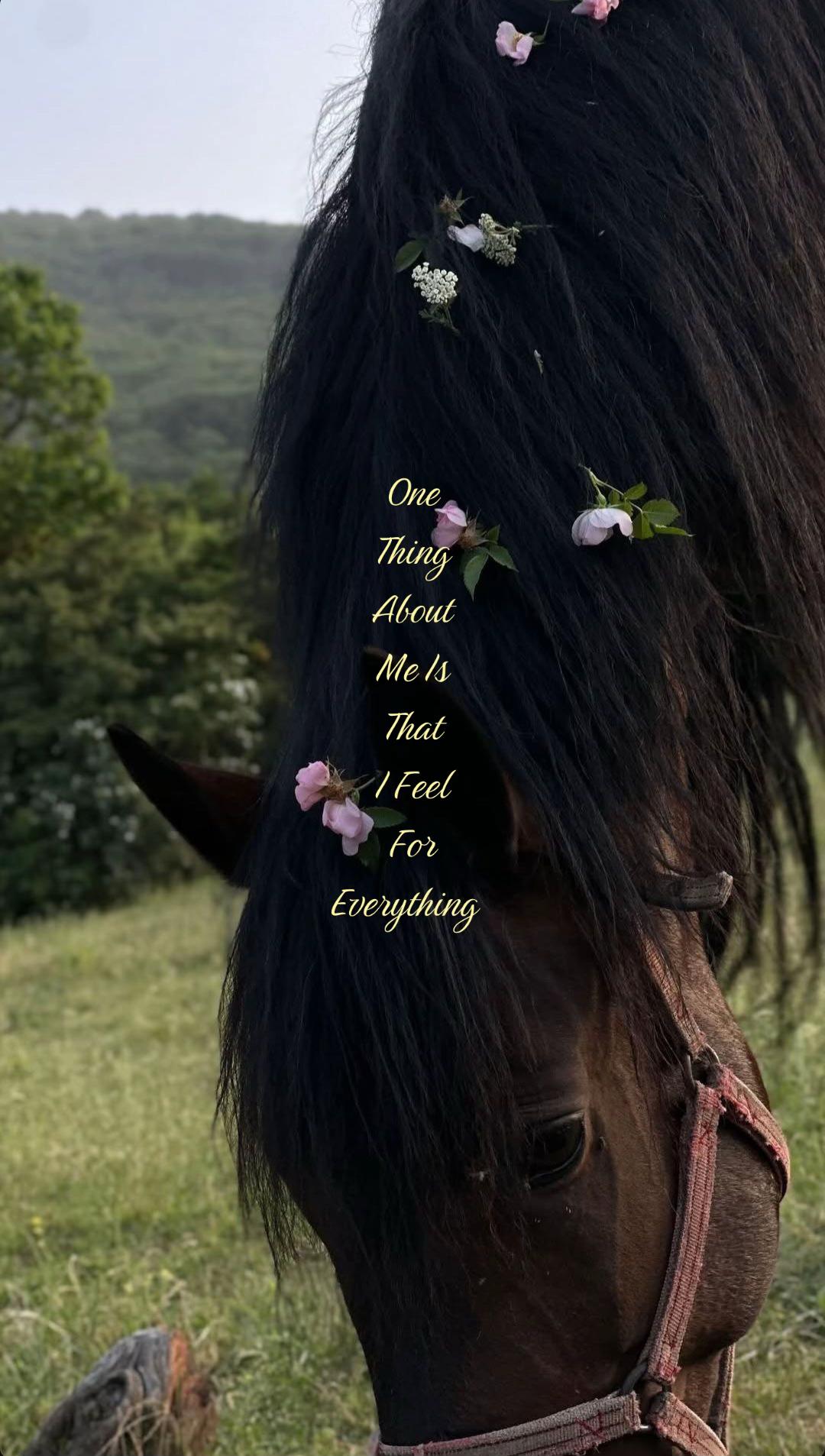 @🌺