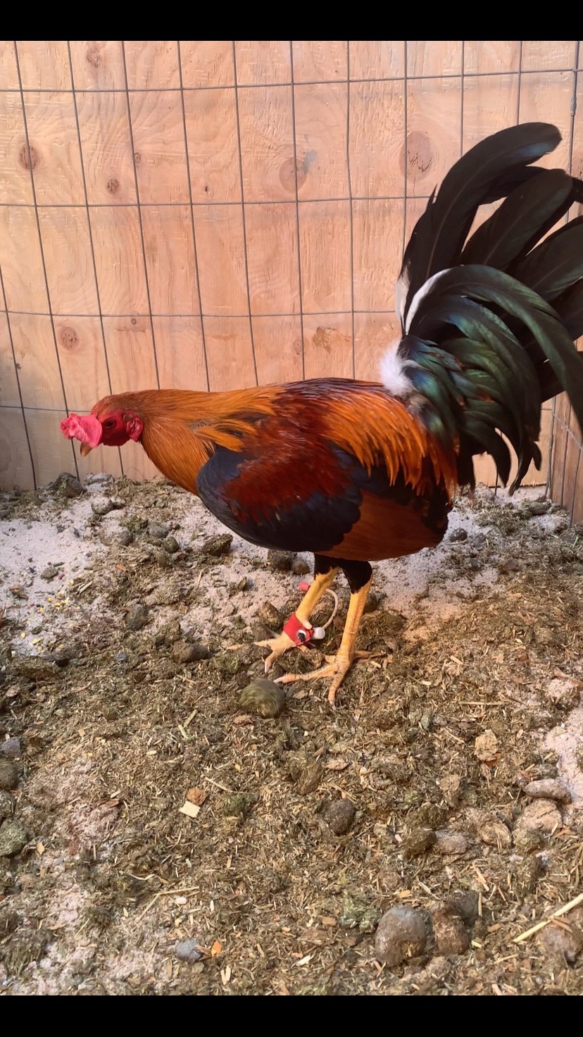 @Los Gallos Más Finos