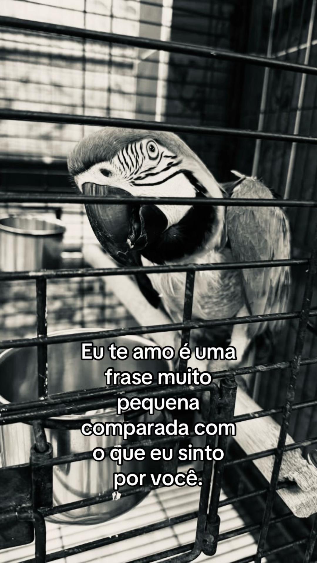 @junin 