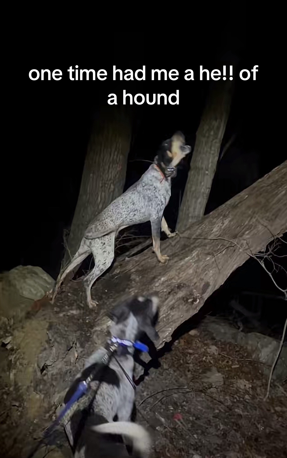 @𝓫𝓪𝓬𝓴𝔀𝓸𝓸𝓭𝓫𝓸𝓰𝓰𝓲𝓷𝓰