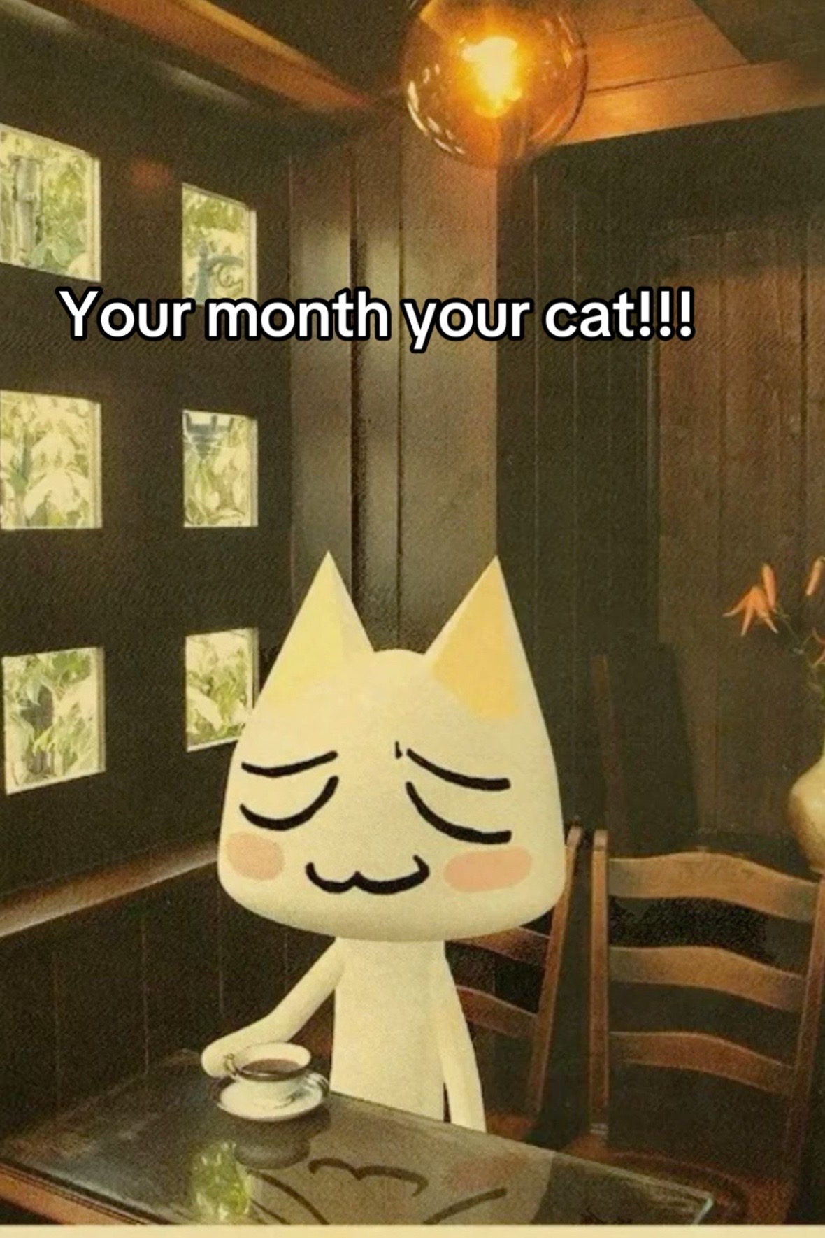 @CHARMANDER THE CAT!!
