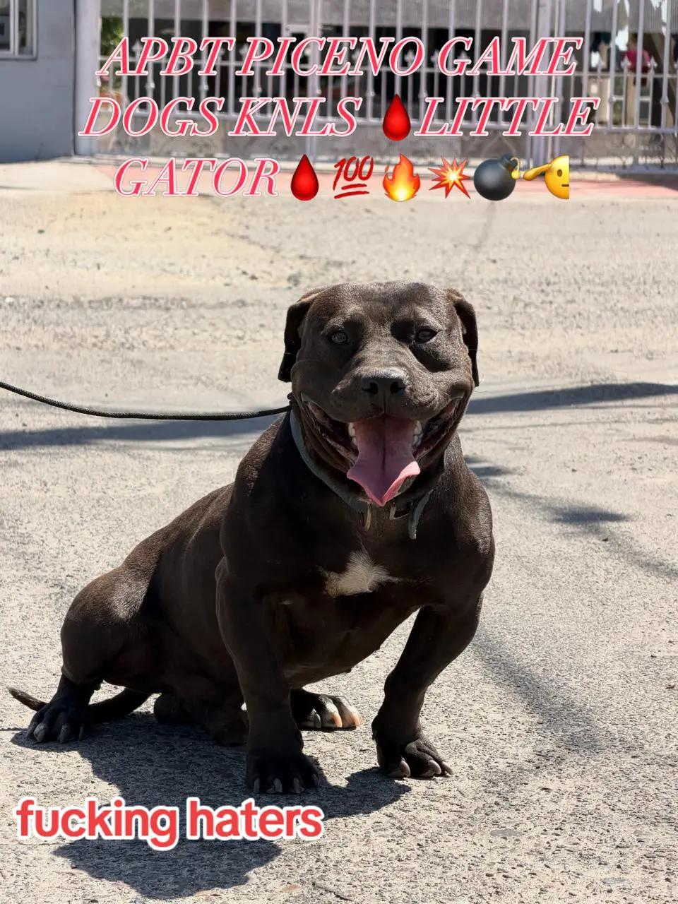 @PICENO GAME DOGS KNLS