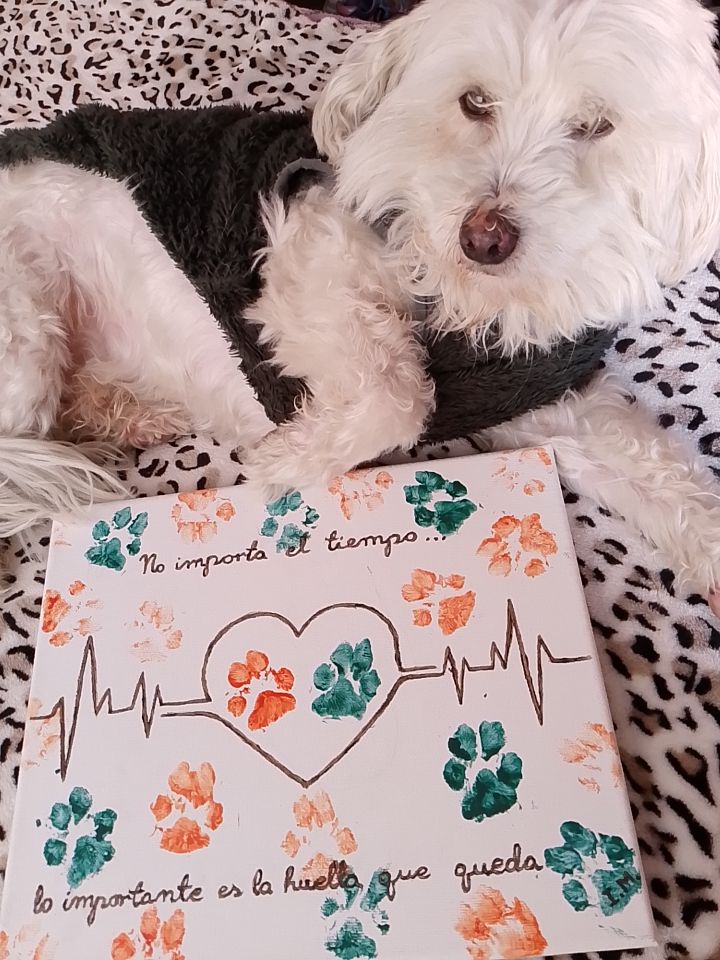 @Sr. Tom&aacute;s 💙🐶💚