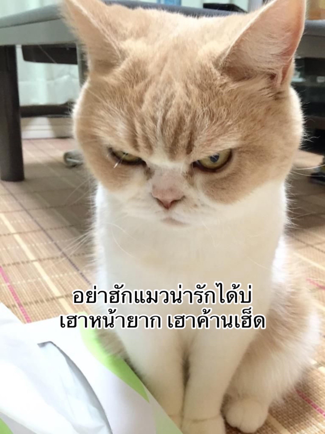 @ใหม่ทาสแมว (ช่องหลัก)