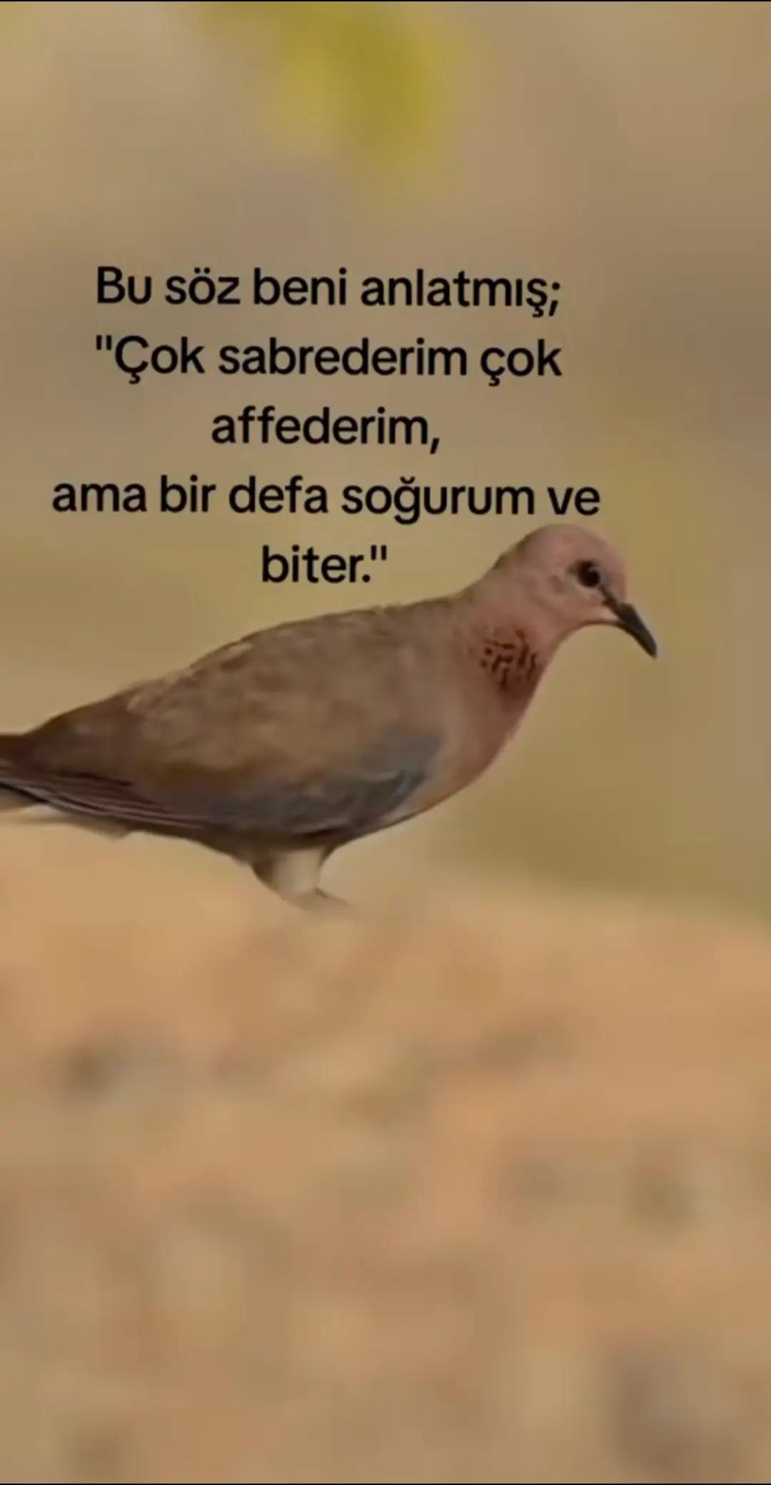@T_K 41_58 🦞