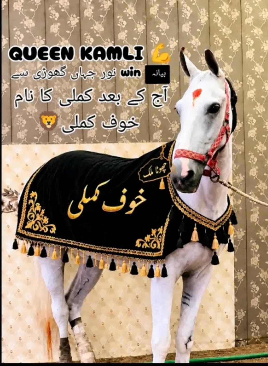 @Lara Gujjar