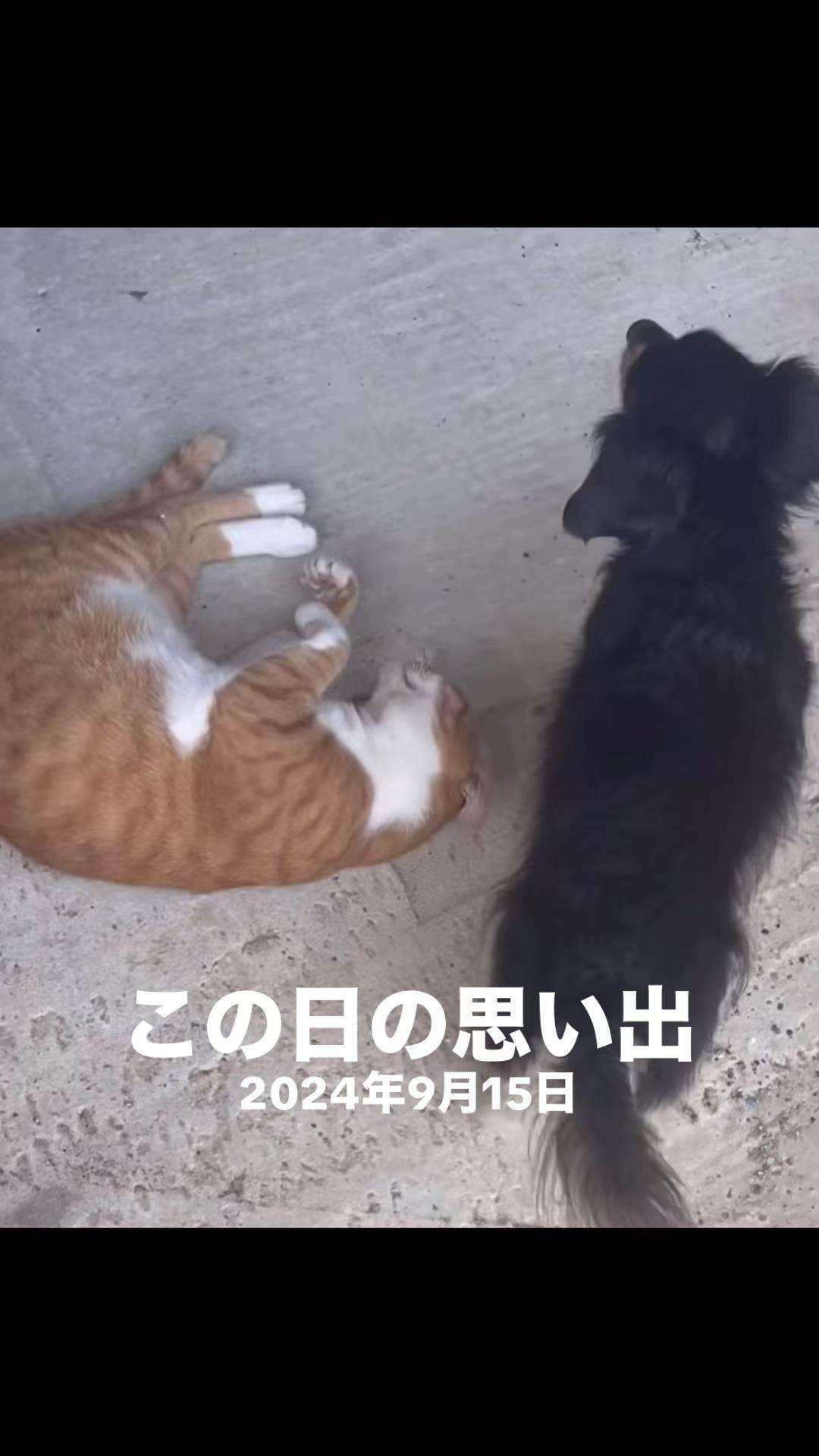 @藤原 政宗 動物好き❤️飛行機好き❤️