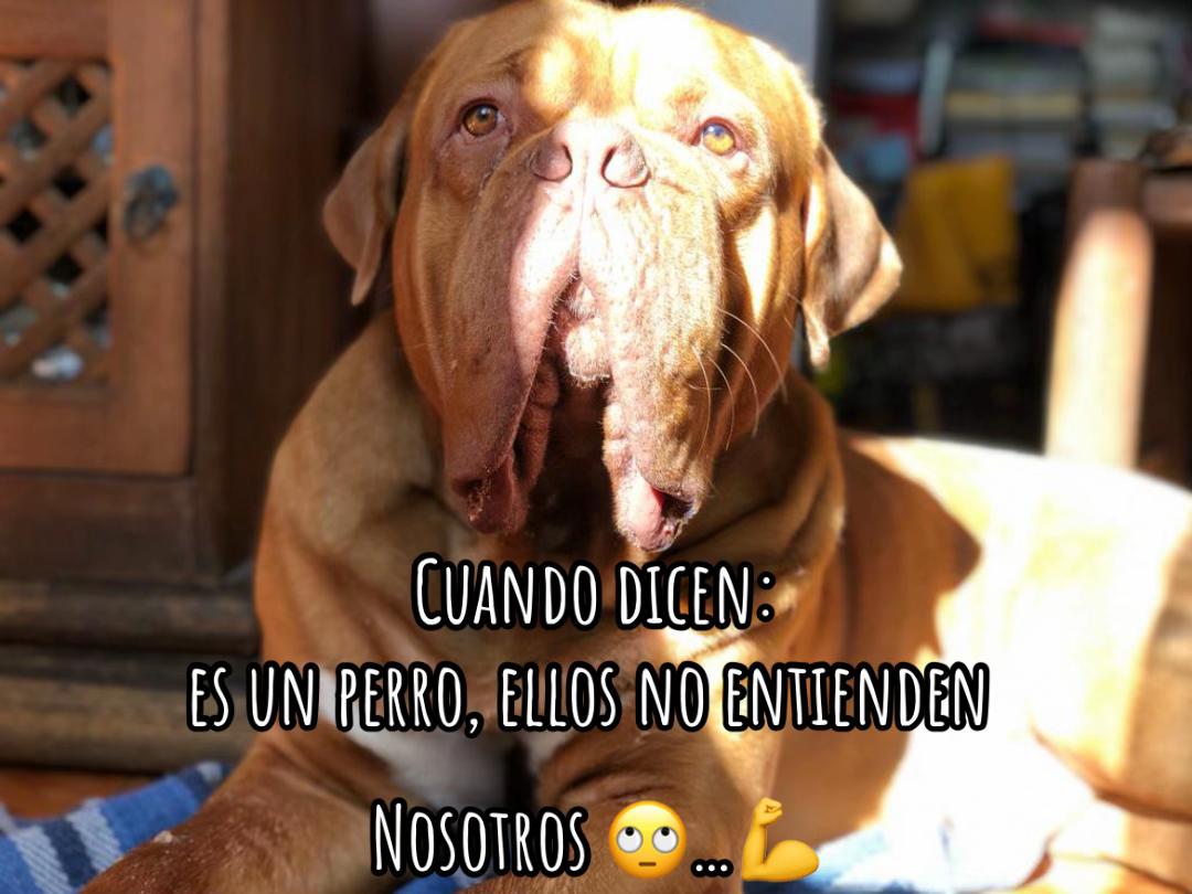 @Gaston el cachorro