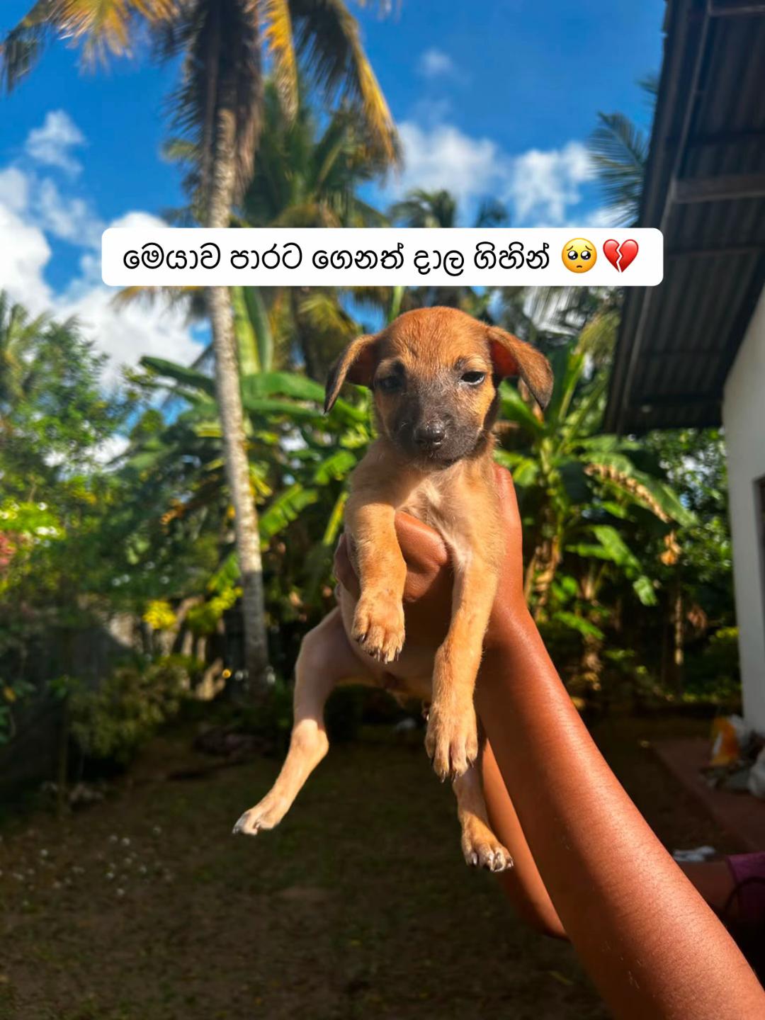@DOG LOVERS
