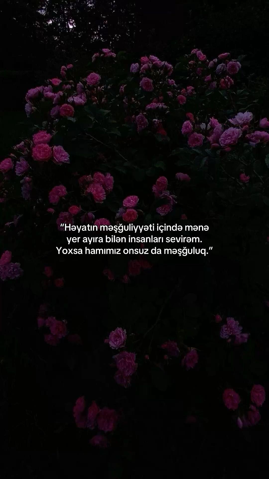 @ziyaaladdin