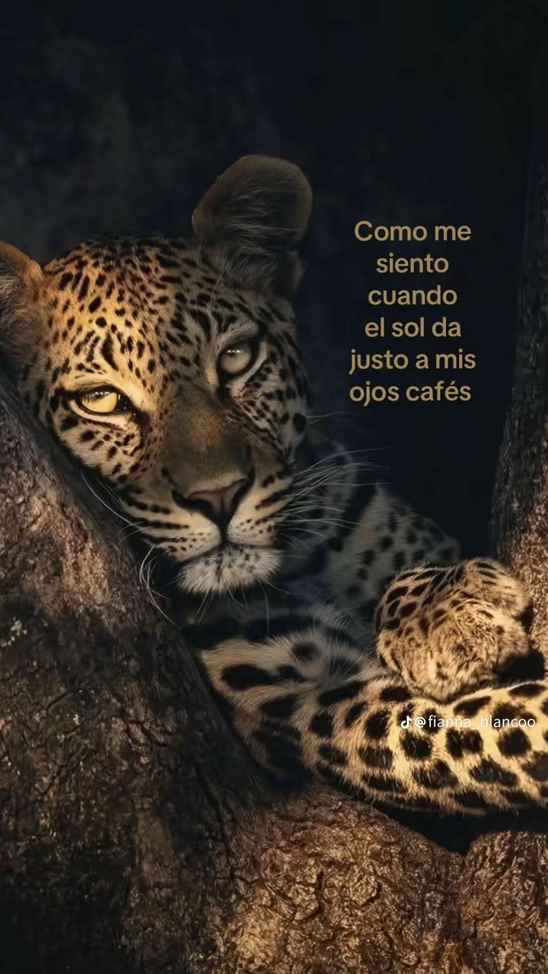 @Evee
