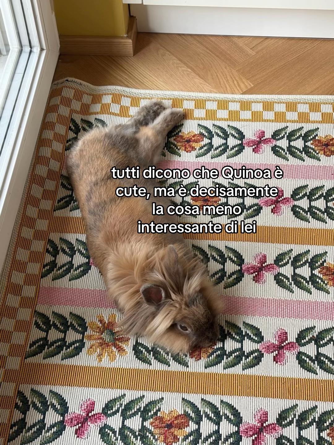 @dodicianni