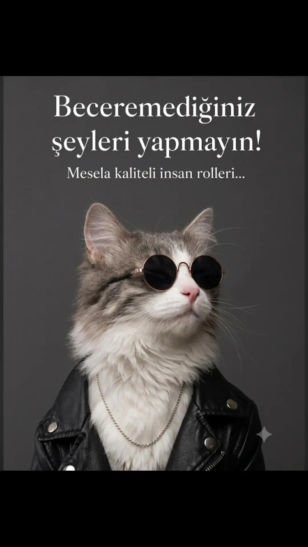 @çılgın...kediler