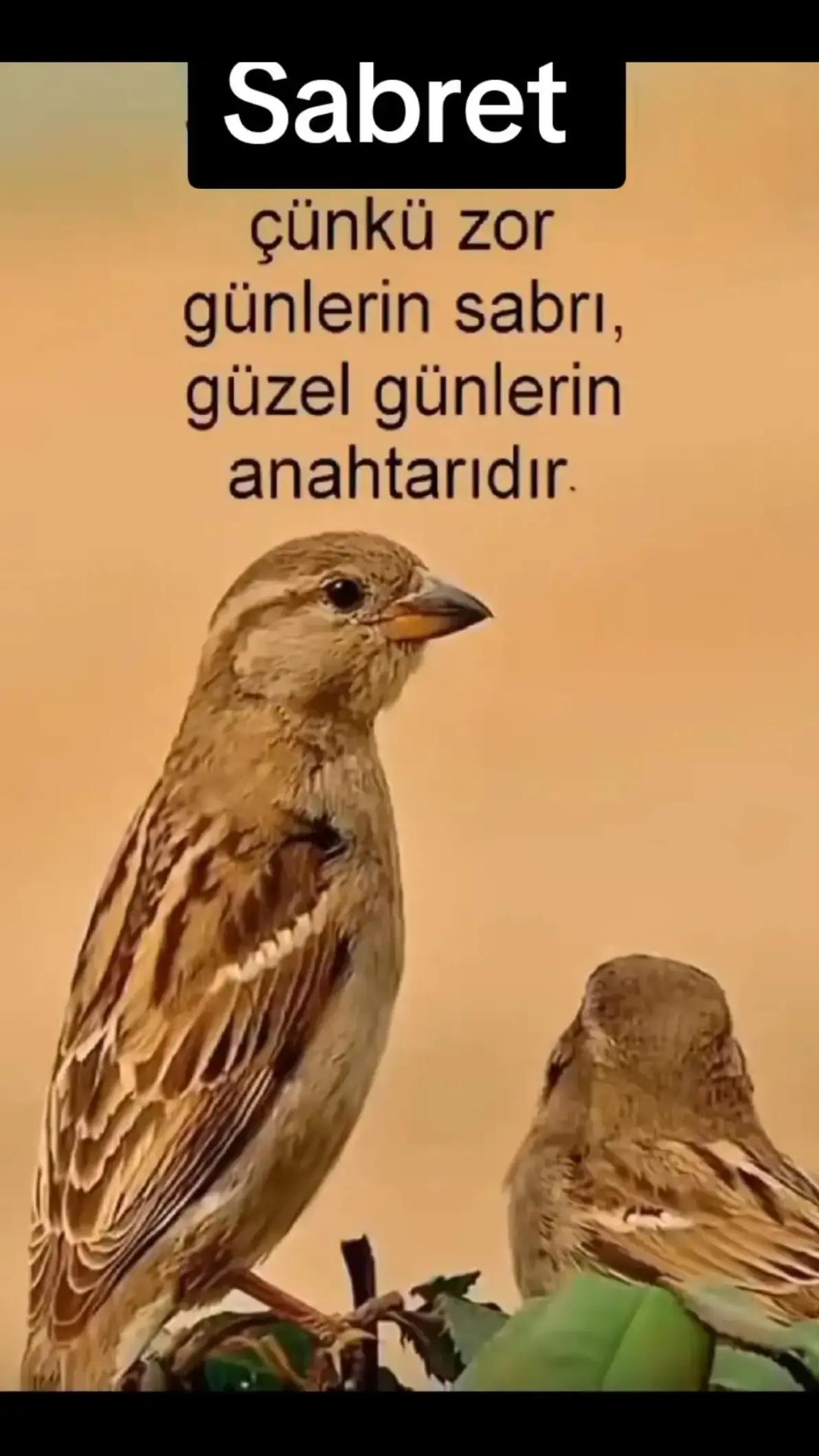 @Sessizlik