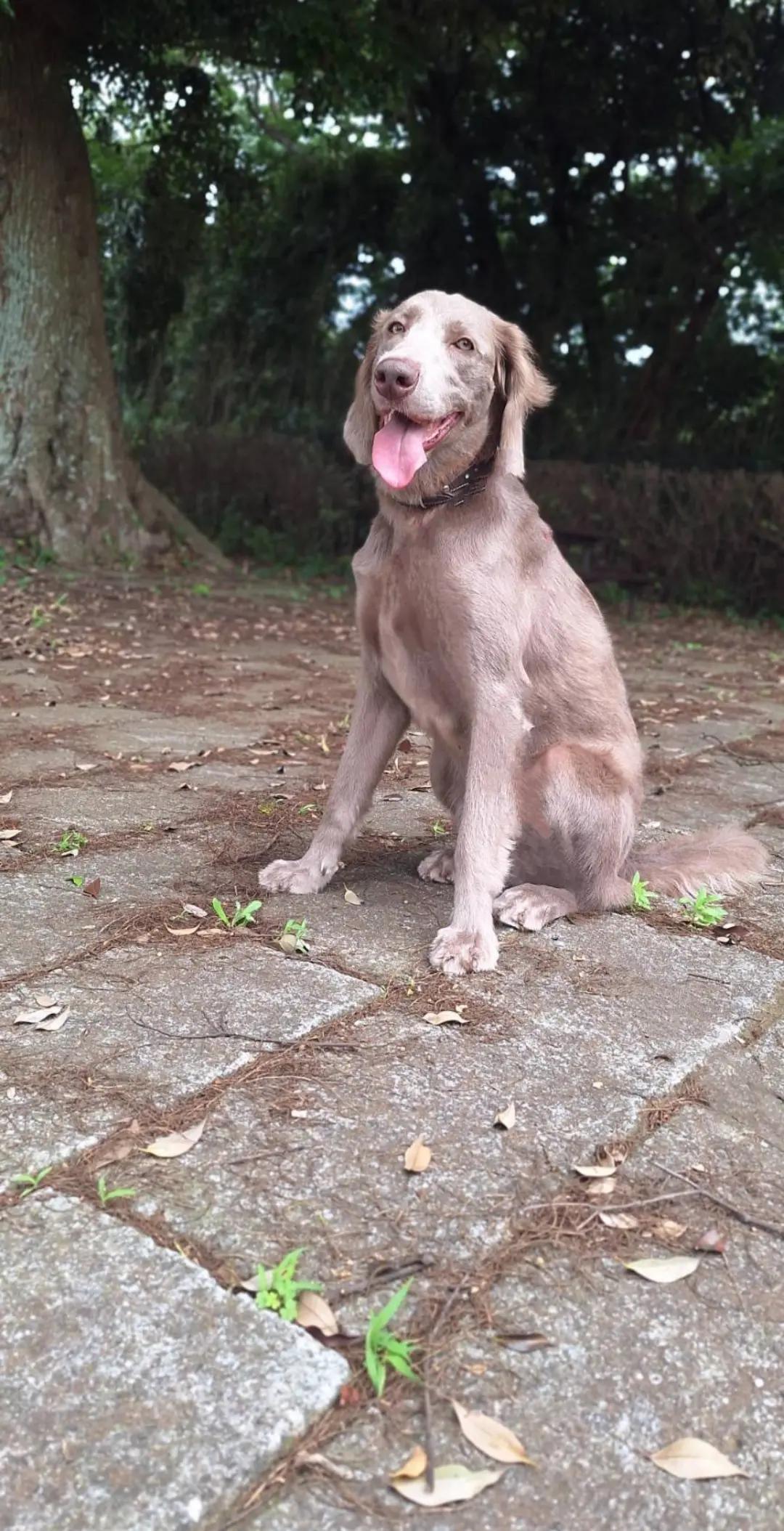 @大型犬3頭&小型老犬4頭多頭飼いの生活