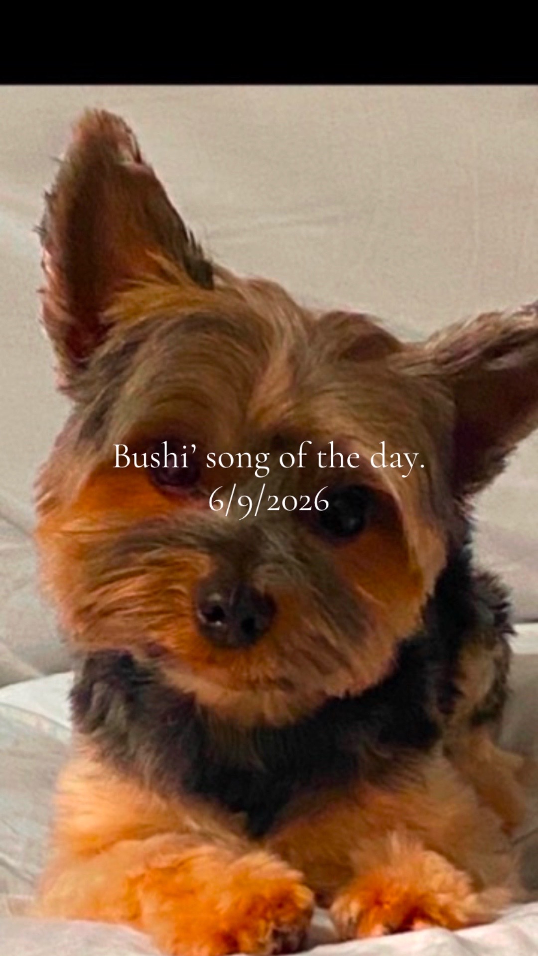 @bushidoowop