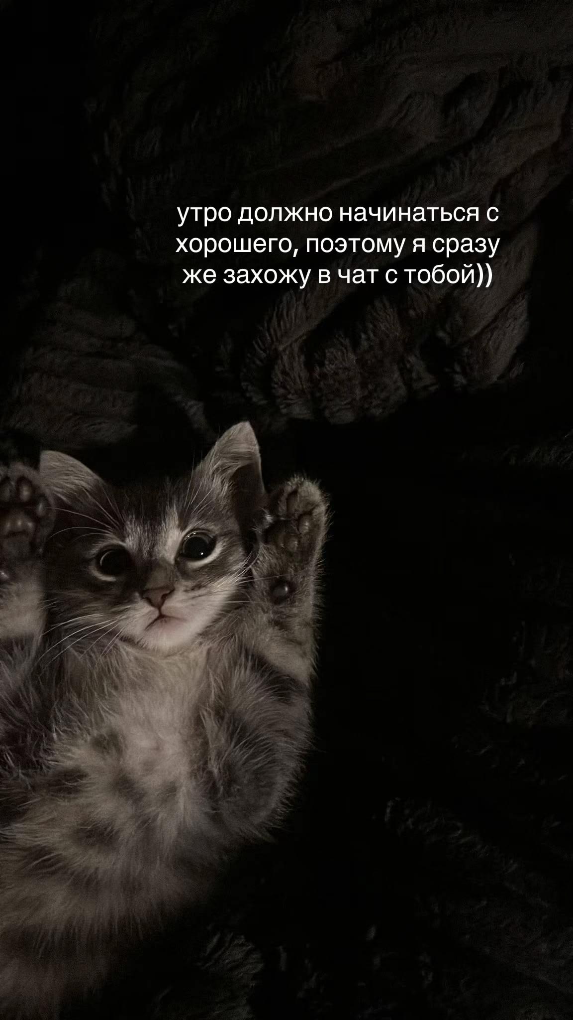 @варкис🐾