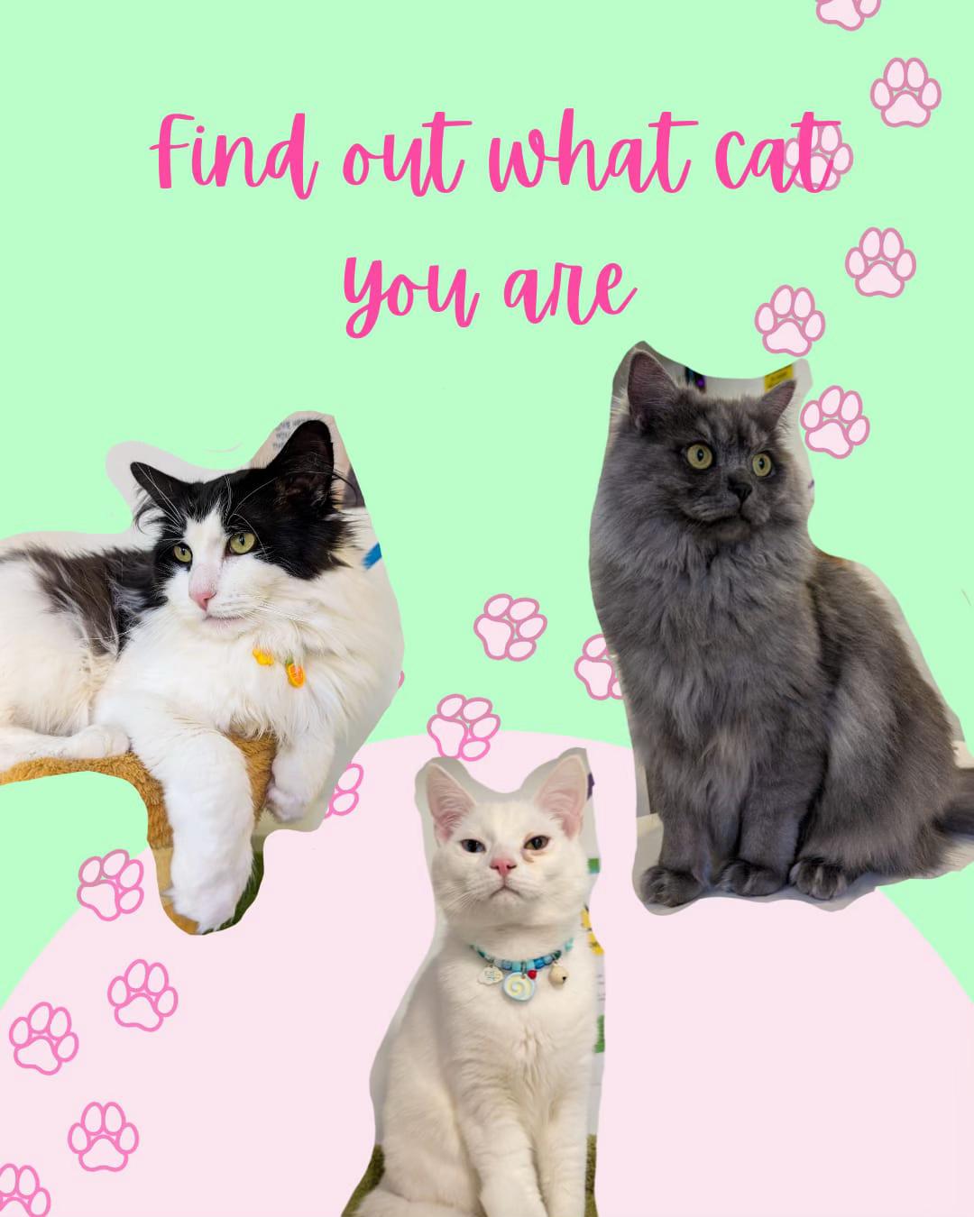 @Purrfect Caf&eacute;