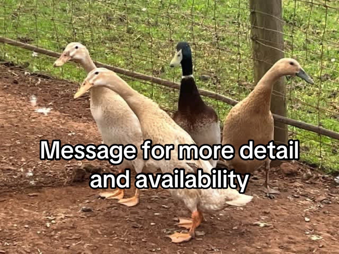 @Matthew’s Feathered Farm