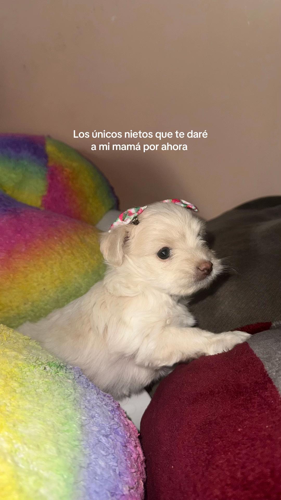 @memesilla