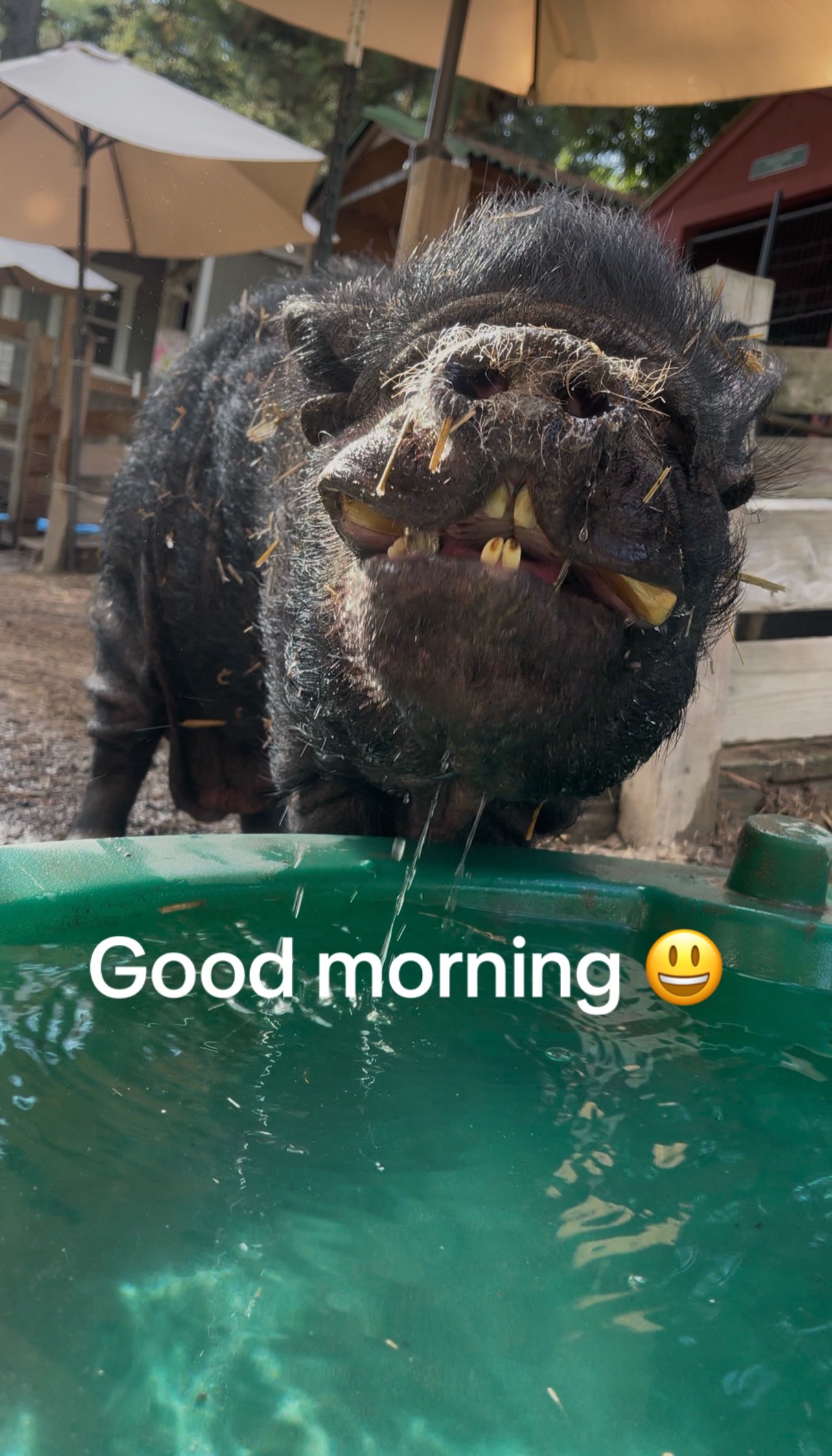 @Amy’s Acres Rescue/Sanctuary🐽
