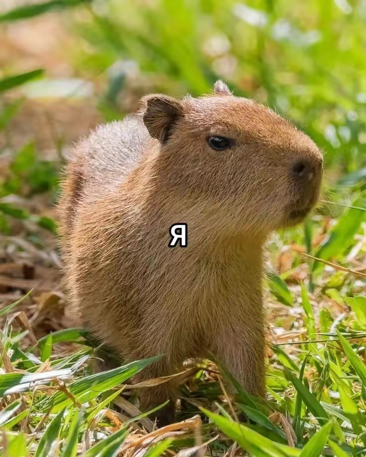 @Маша