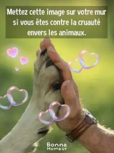 @Marie 👩&zwj;🦳 et Jolicoeur🐶🐾