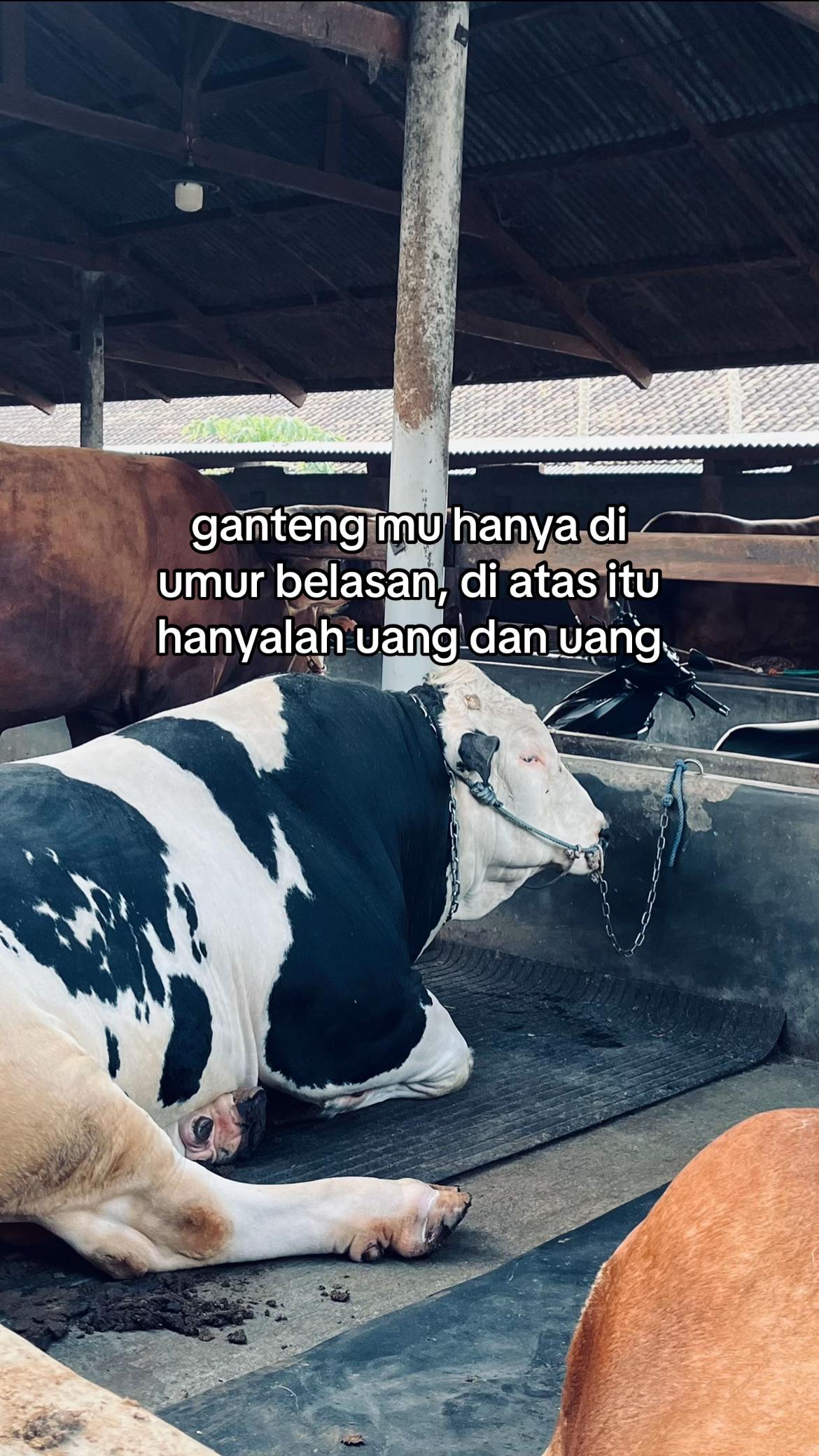 @Wisnu Farm Lampung