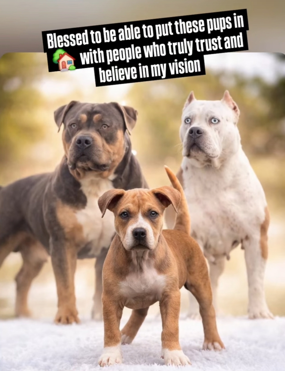 @hwy4bullyz
