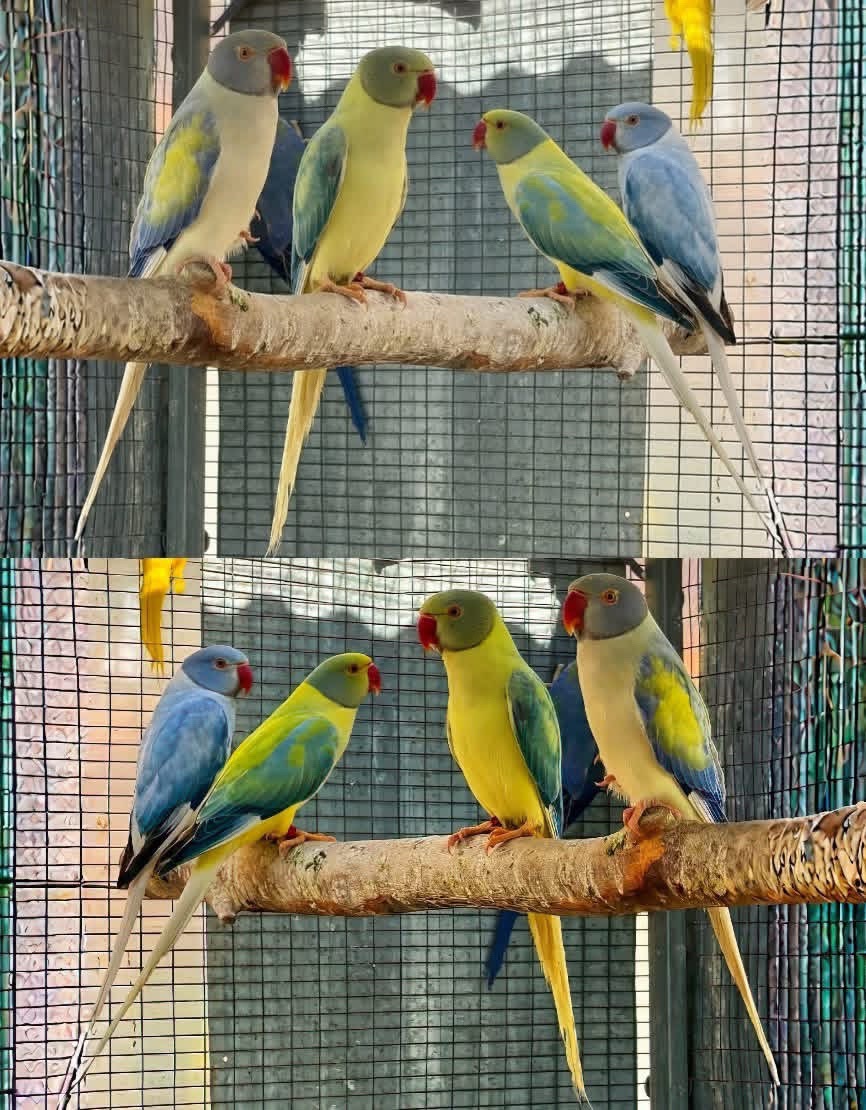 @Ring-necked Parakeets