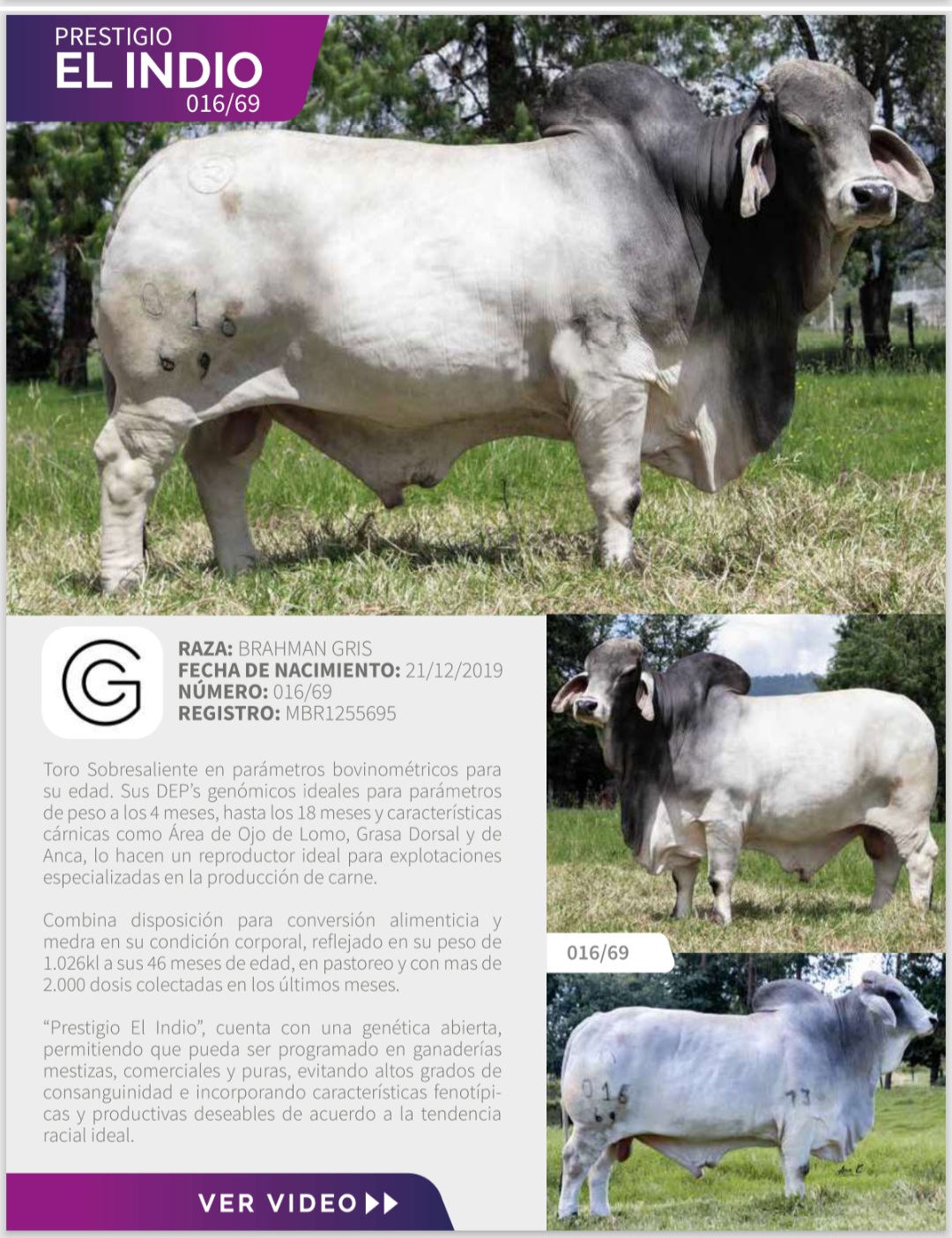 @SEMEX