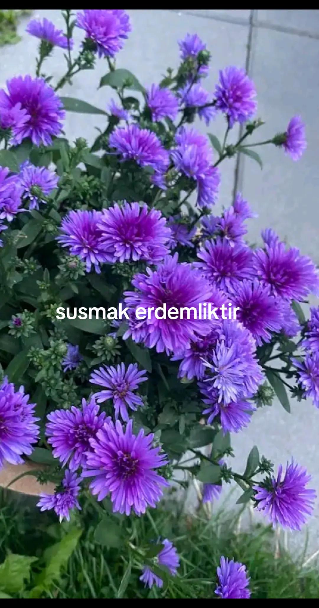 @Karako&ccedil;