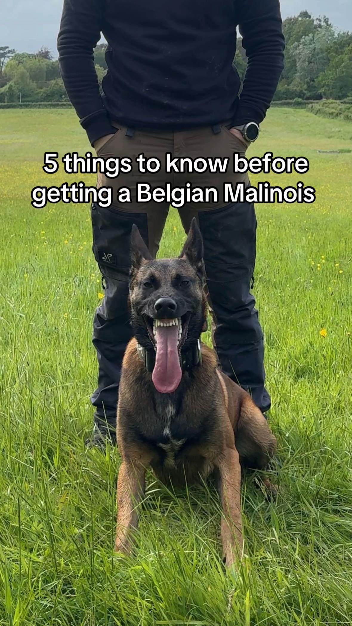 @maligator_and_mountains