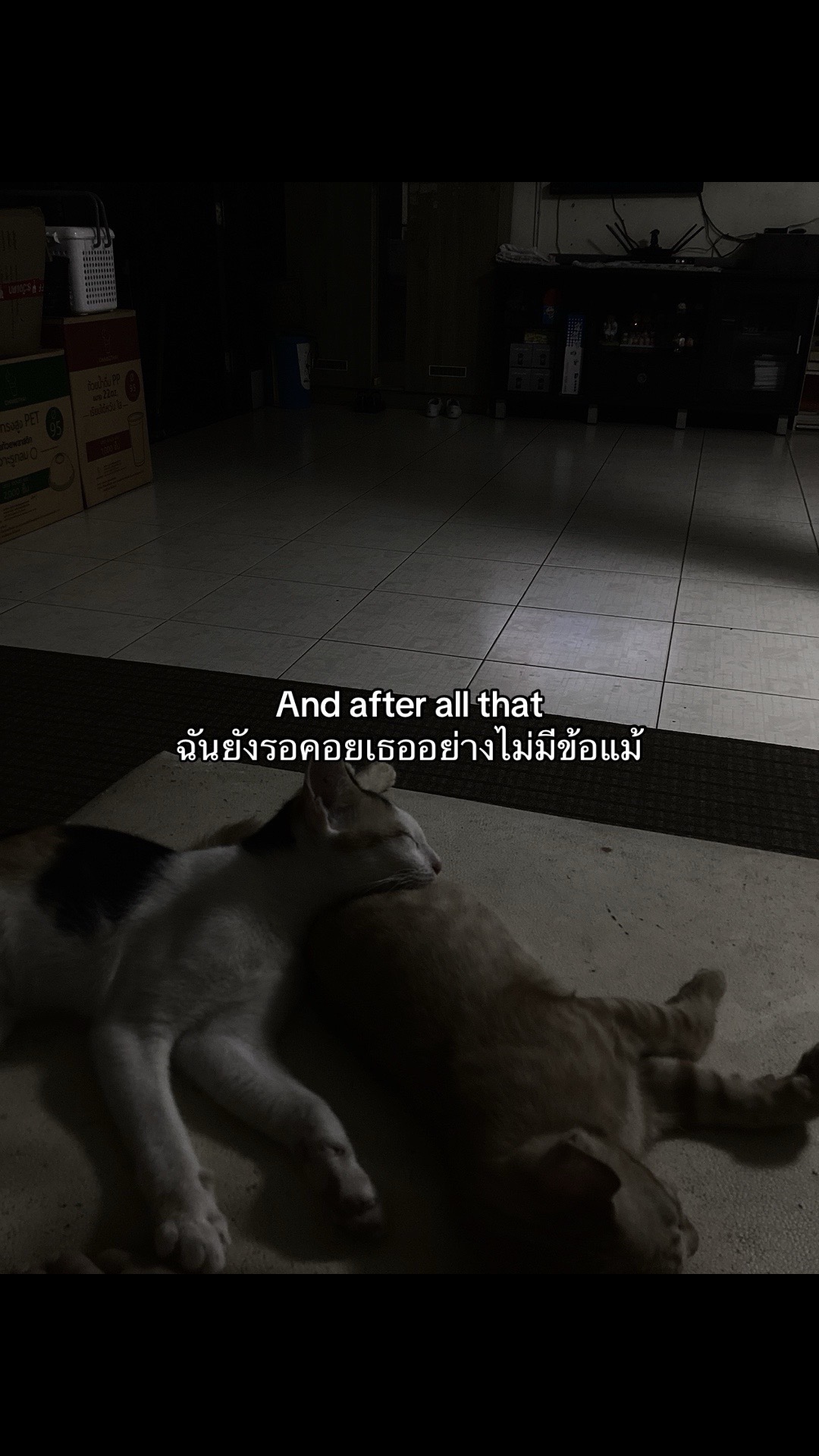 @ใครเพ้อเป้นหมา