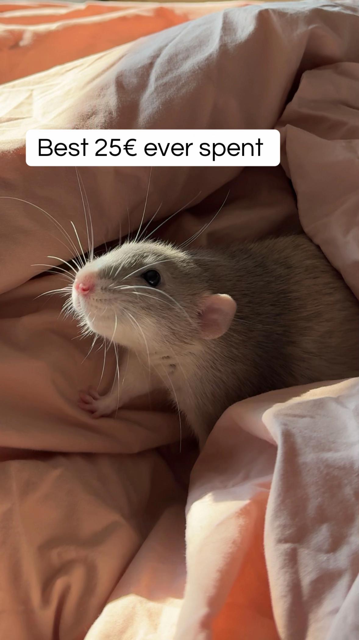 @Roxy’s rats