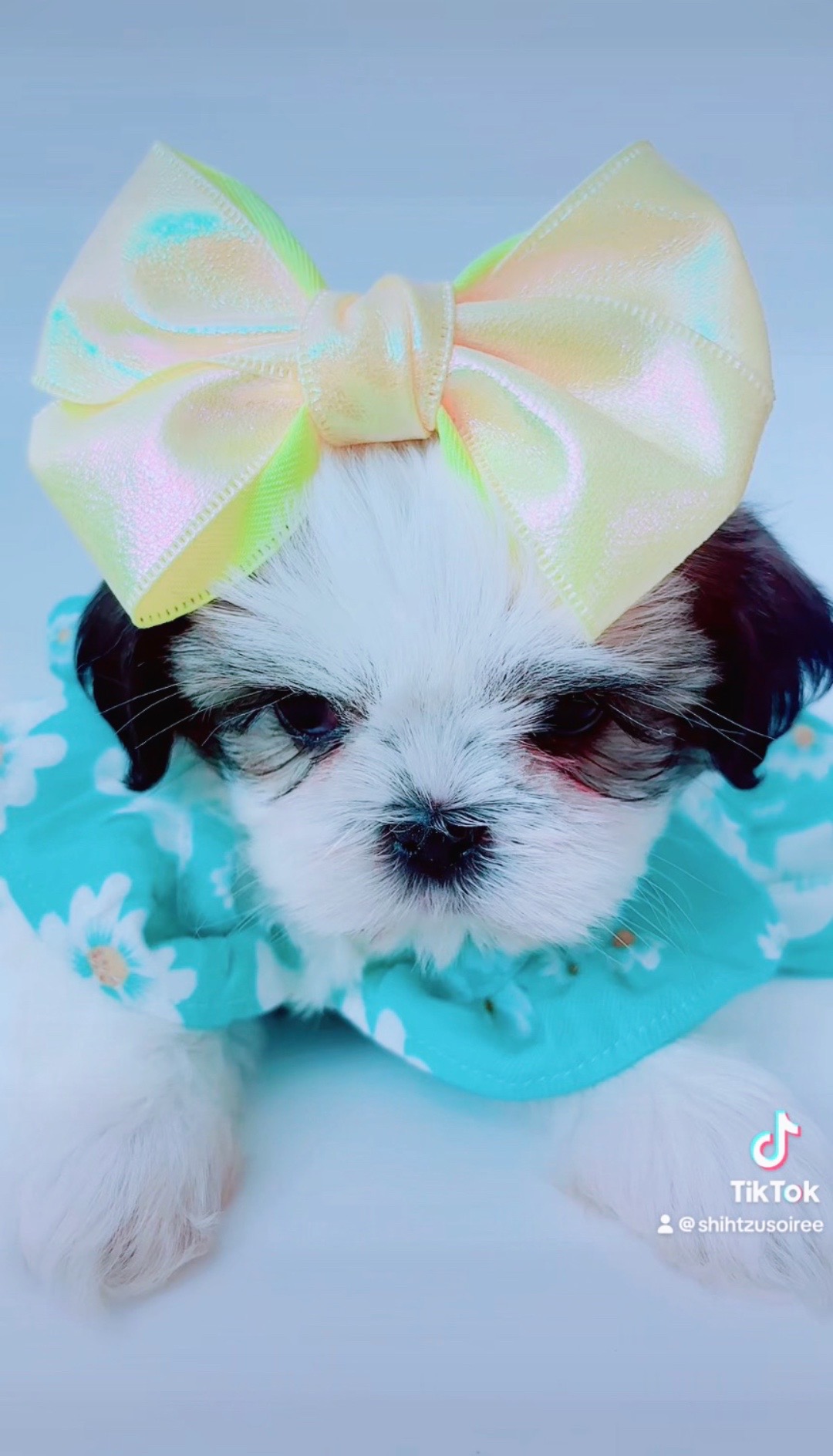 @SHIHTZU SOIRÉE