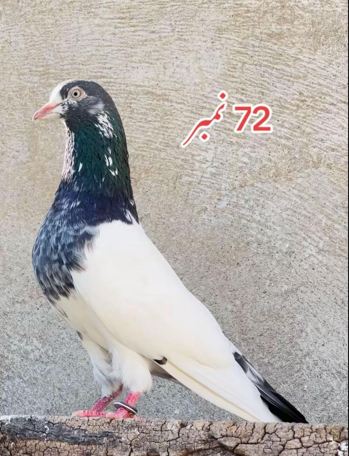 @Royal Birds 🕊️👑