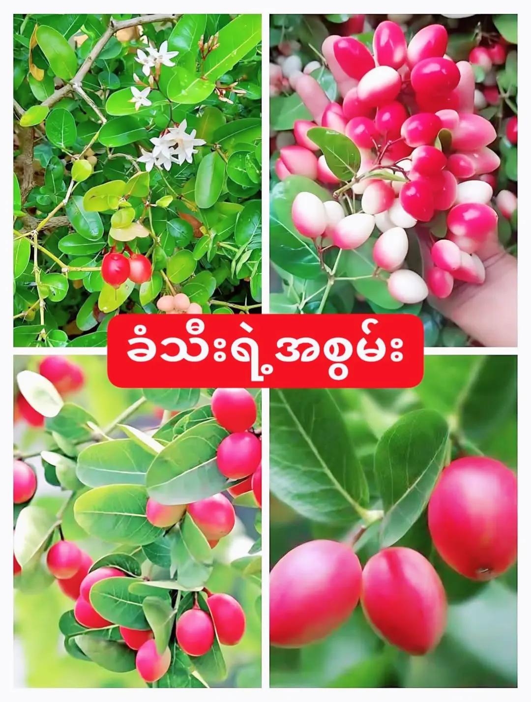 @ခင်