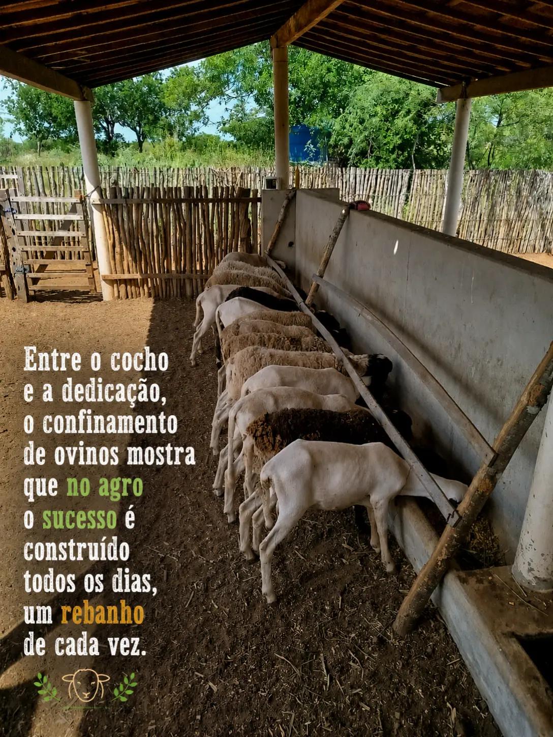 @Rebanho E.F - Confinamento