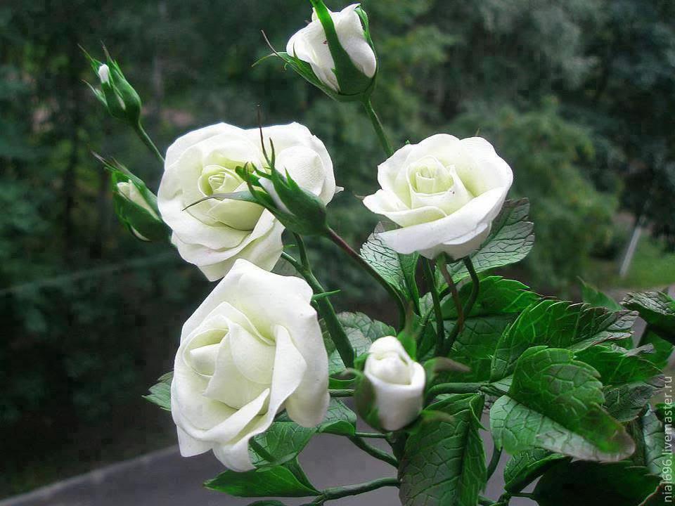 @didaivanova3010