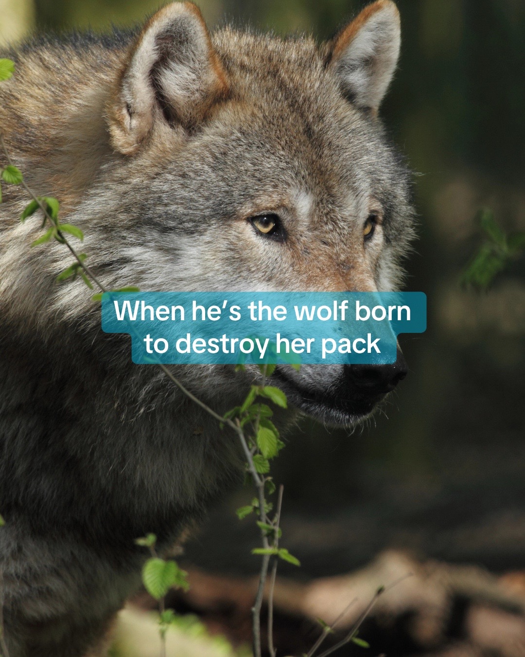 @Midnight Romance 📚🐺🖤