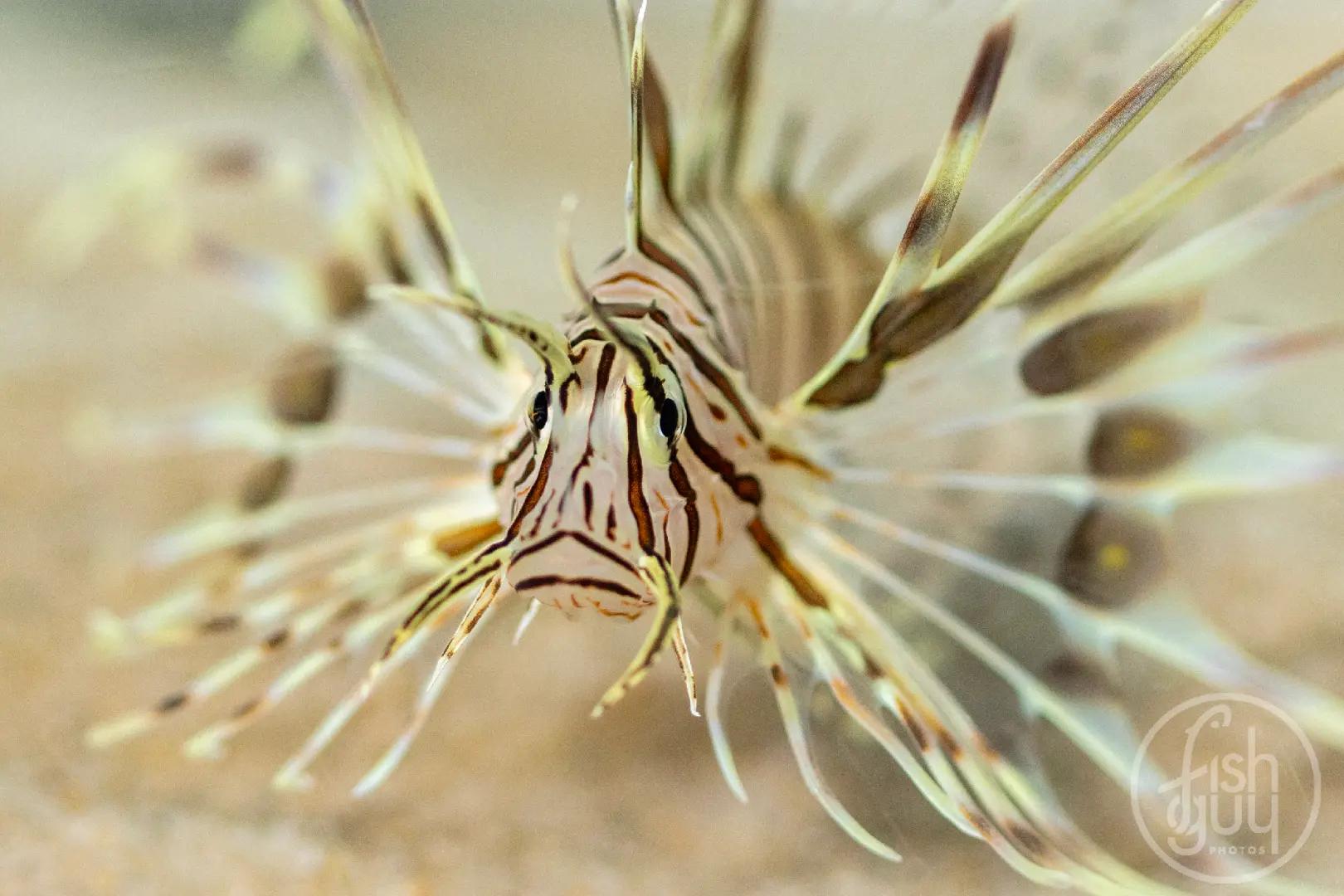 @Fish Guy Photos
